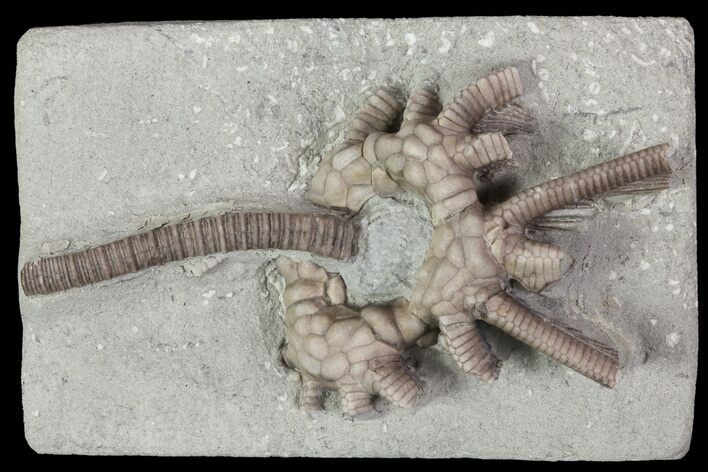 Agaricocrinus Crinoid Fossil - Crawfordsville, Indiana #68474